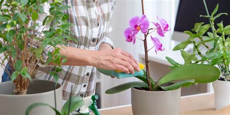 Wie Pflegt Man Eine Orchidee?